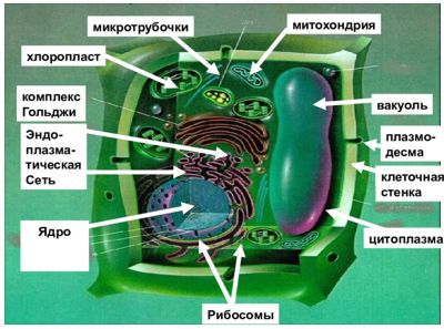 Строение растительной клетки