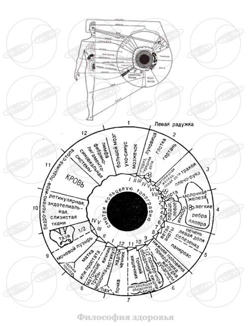 фото Иридотестирование «Иридоскрин» – выявления проблем и функционального состояния органов и систем