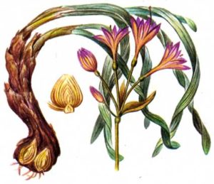 Фото: Краснокнижное растение Унгерния Викторис Краснокнижное растение Унгерния Викторис