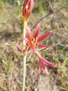 Фото: Краснокнижное растение Унгерния Викторис Краснокнижное растение Унгерния Викторис