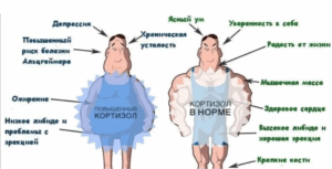 Фото: Кортизол: не враг, а союзник. Как усмирить гормон стресса Кортизол