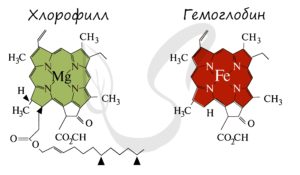 Фото: Эликсир жизни из листьев: Как хлорофилл дарит энергию, молодость и здоровье Эликсир жизни из листьев: Как хлорофилл дарит энергию, молодость и здоровье
